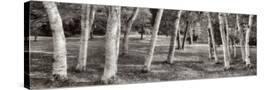 Stretched Canvas