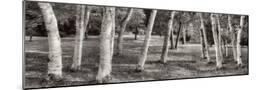 Wood Mount
