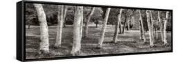 Canvas Black