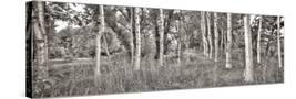 Stretched Canvas