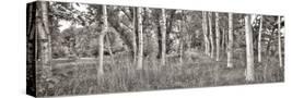 Stretched Canvas