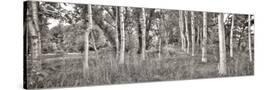 Stretched Canvas