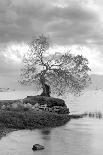 Lakeside Tree #2-Alan Blaustein-Photographic Print