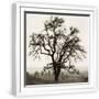 White Frame