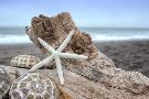 Just the Print