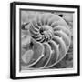Black Frame