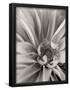 Essential Black