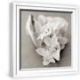 White Frame