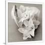Gramercy White