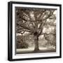 Black Frame