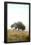 Essential Black
