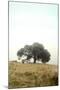Wood Mount