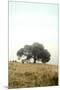 Wood Mount