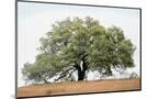 Wood Mount