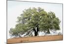Wood Mount