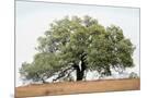 Wood Mount