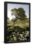 Essential Black