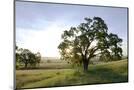 Wood Mount