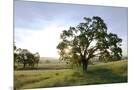 Wood Mount