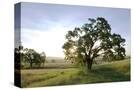 Stretched Canvas
