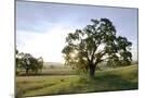 Wood Mount