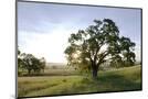 Wood Mount