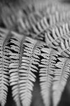 Striking Frond - Grow-Alan Copson-Giclee Print