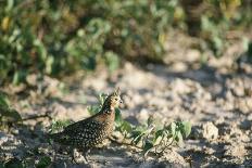 Crested Bobwhit, a Type of Quail Male-Alan Greensmith-Framed Stretched Canvas