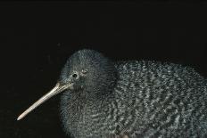 Crested Bobwhit, a Type of Quail Male-Alan Greensmith-Laminated Photographic Print