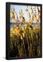Essential Black