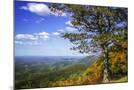 Wood Mount