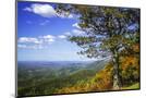 Wood Mount
