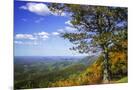 Wood Mount