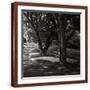 Brown Frame