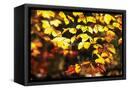 Canvas Black