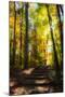 Wood Mount