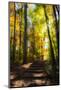 Wood Mount