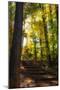 Wood Mount