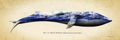 Sperm Whale-Alan Hausenflock-Art Print