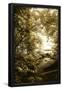 Essential Black