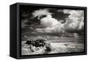 Canvas Black