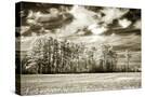 Stretched Canvas