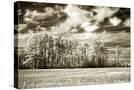 Stretched Canvas