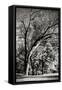 Canvas Black