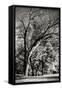 Canvas Black