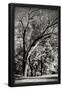 Essential Black