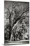 Wood Mount