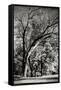 Canvas Black