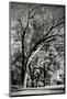 Wood Mount