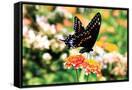 Canvas Black
